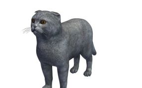 苏格兰折耳猫