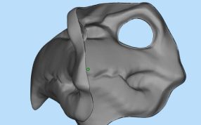 鸟嘴面具三维模型