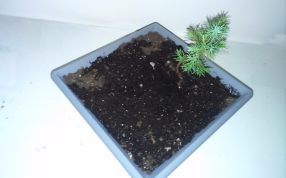 盆景花盆模型俯视图