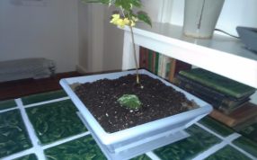 盆景花盆模型斜视图