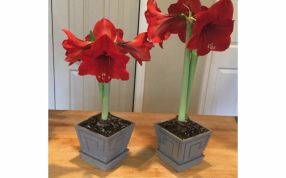 罗马花盆模型实物图