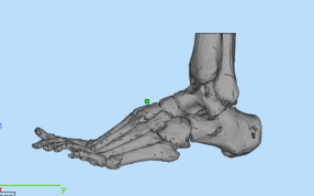 人体脚骨侧视图
