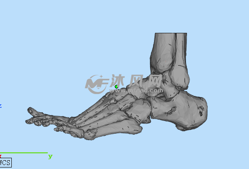 人体脚骨侧视图