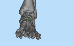 人体脚骨stl模型设计