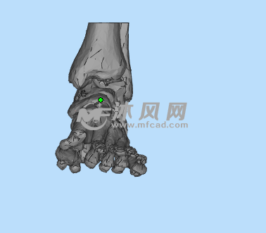 人体脚骨stl模型设计