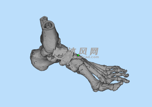 左脚骨三维模型