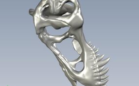 高精恐龙头骨侧视图