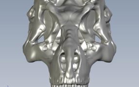 高精恐龙头骨前视图