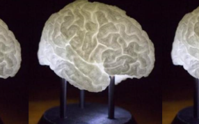 细致的人脑模型