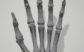 左手骨骼俯视图