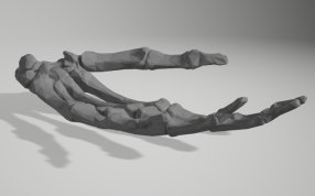 左手骨骼侧视图