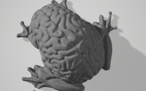 青蛙的大脑俯视图