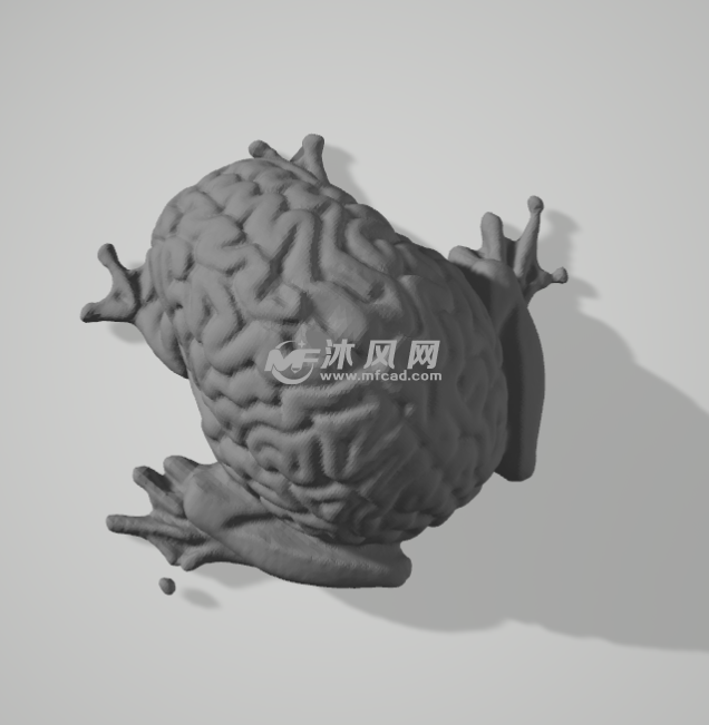 青蛙的大脑俯视图