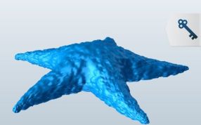 常见的大西洋海星