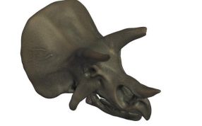 三角龙的头骨化石