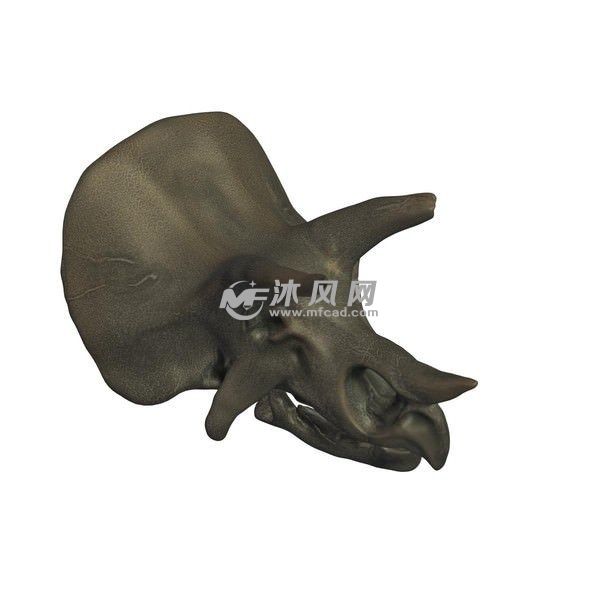 三角龙的头骨化石